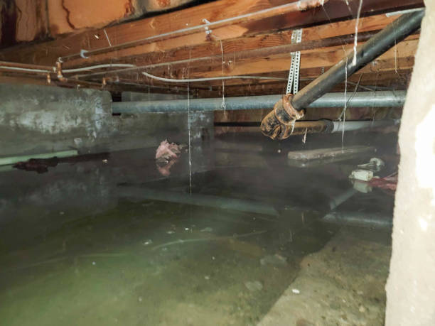 Best Basement water damage restoration  in Lovejoy, GA